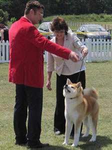 Tobi - Japanese Akita