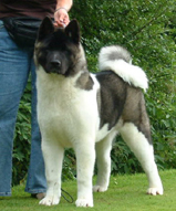 Akita dog - Tiger