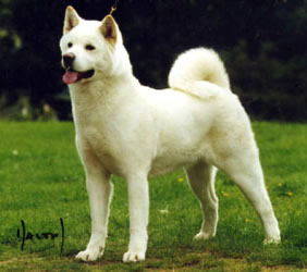 Champion Akita dog - Elkie