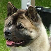 Akita dog - Henrietta