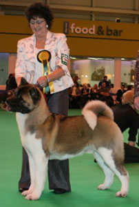 Jonti winning Akita Reserve CC at Crufts 2009