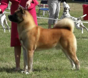 Akita dog - Stecal Causin a Storm