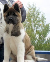 Akita Puppy