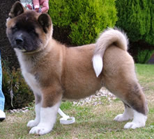 Akita Puppy