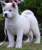 Akita Puppy