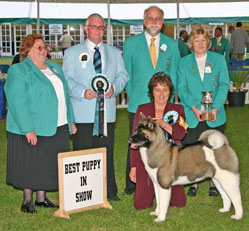 Akita Dog - Champion Sophie