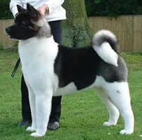 Champion Akita Dog - Ch Redwitch Heaven Can Wait