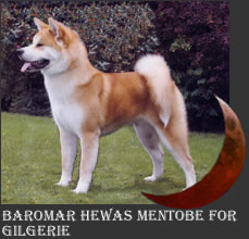 Akita Dog - Tobi - Baromar Hewas Mentobe For Gilgerie