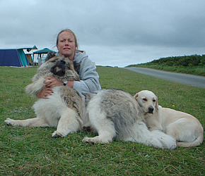 Long coat Akita dog