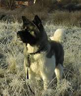 Akita dog