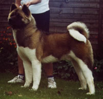 Akita dog