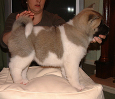 Akita puppy