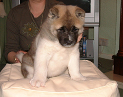 Akita puppy