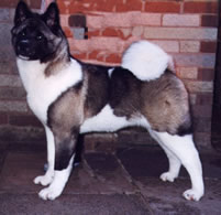 Akita dog