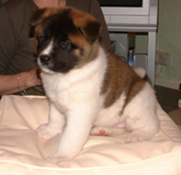 Akita puppy