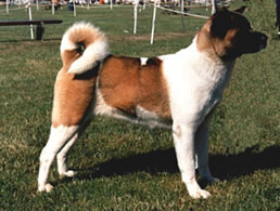 Akita dog