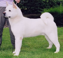 Akita dog