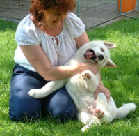 Akita puppy