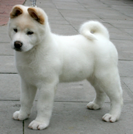 Akita puppy