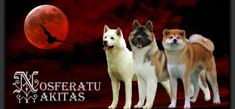 Nosferatu Akitas - UK Akita Breeders