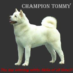 Akita Champion Tommy